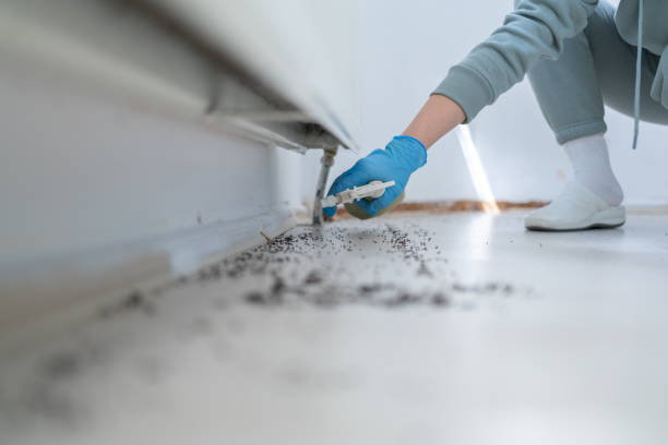 Flea Control Services in Twin Lakes, NM